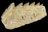 Fossil Cow Shark (Hexanchus) Tooth - Morocco #115825-1
